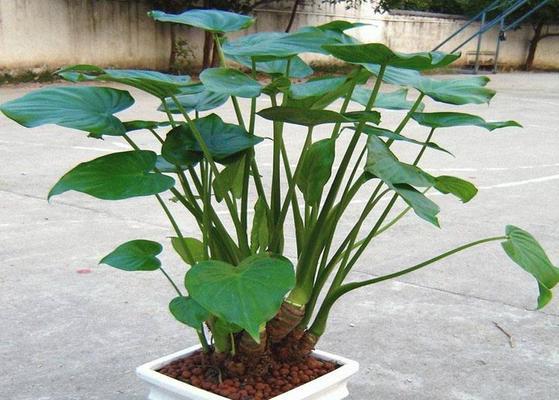 滴水观音和红掌是同一种花吗？它们的区别是什么？