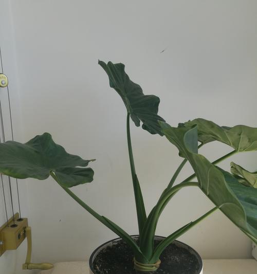 滴水观音和红掌是同一种花吗？它们的区别是什么？