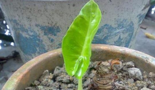 滴水观音换土的最佳时间是什么时候？具体步骤有哪些？