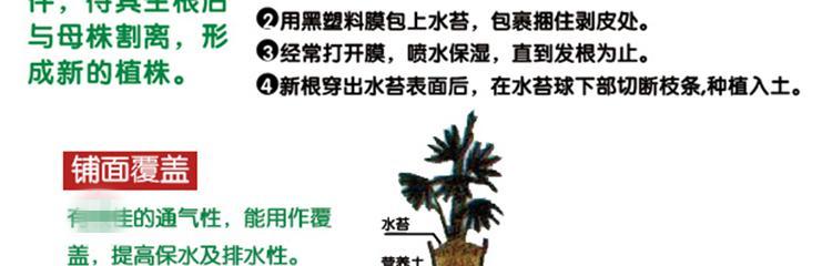 滴水观音换土的最佳时间是什么时候？具体步骤有哪些？