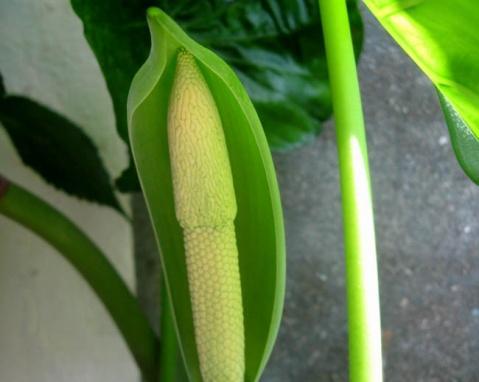 滴水观音开花是真的吗？颜色和形态有何特点？