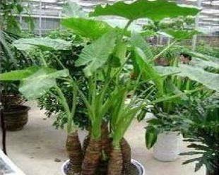 滴水观音卷叶怎么办？如何处理和预防？