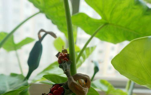 滴水观音开花吗？花期长的特征是什么？