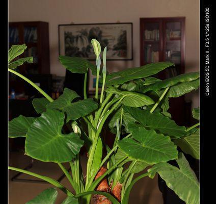 滴水观音开花吗？花期长的特征是什么？