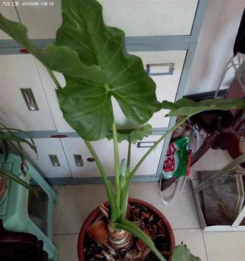 滴水观音会开花吗？开花时是什么样的？