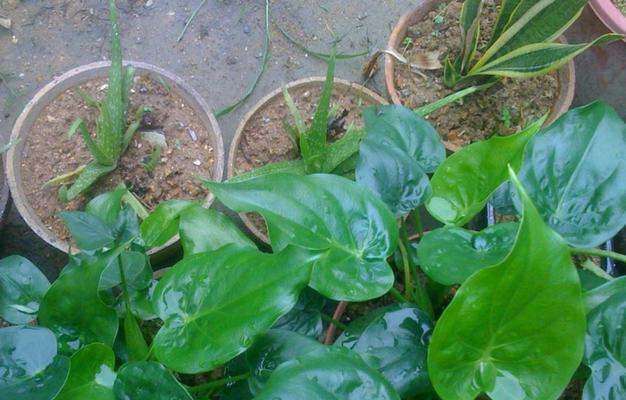 滴水观音会开花吗？开花时是什么样的？