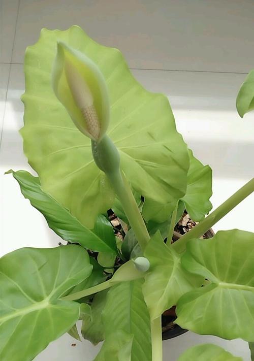 滴水观音会开花吗？开花时是什么样的？