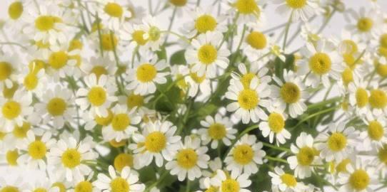 洋甘菊花语代表什么含义？如何正确解读洋甘菊的花语？