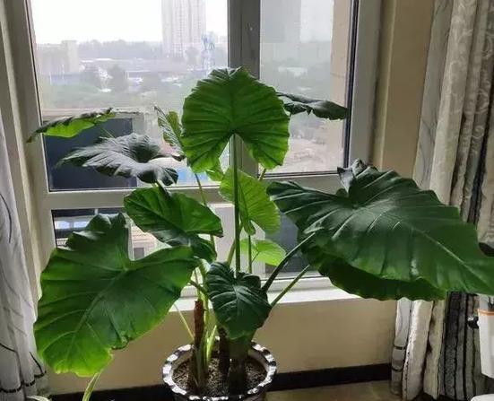 滴水观音晒太阳合适吗？喜阴还是需要阳光？