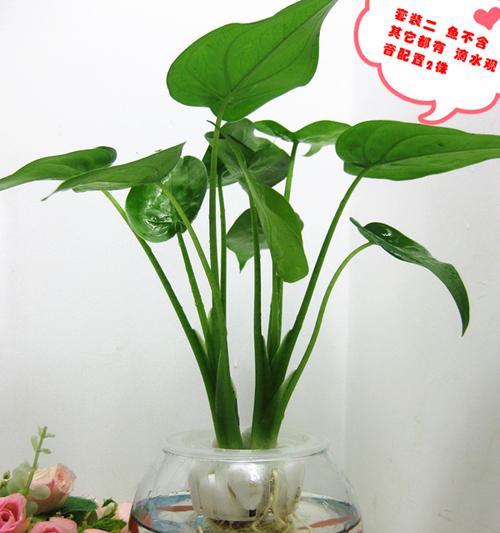 滴水观音水养方法是什么？水养滴水观音需要注意什么？