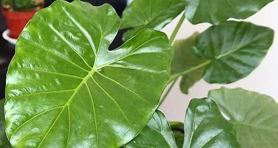 滴水观音块茎繁殖与种植方法？如何确保成功繁殖和健康生长？
