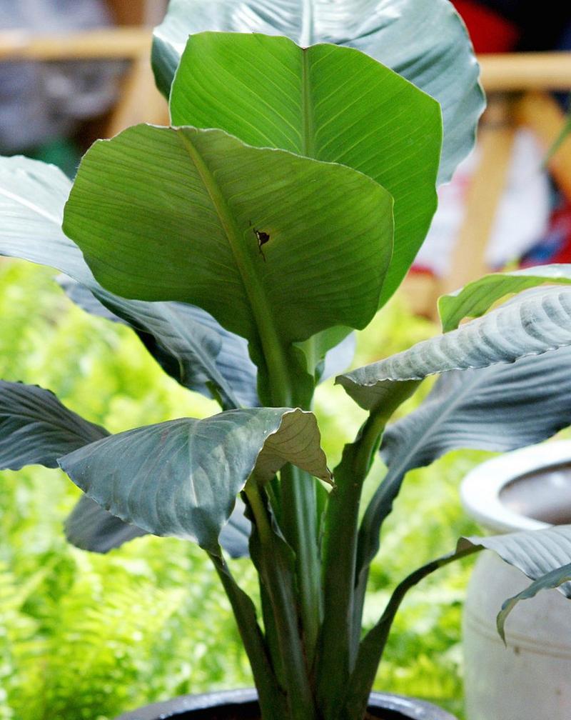 滴水观音怕冻吗？如何在冬季保护滴水观音？