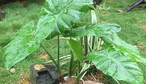 滴水观音开花时间是什么时候？一般几月份开花？