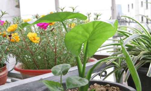 滴水观音开花时间是什么时候？一般几月份开花？