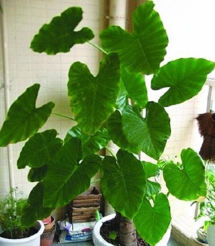 滴水观音开花时间是什么时候？一般几月份开花？