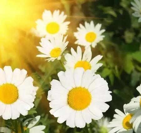 野菊花花语是什么？如何理解野菊花的象征意义？
