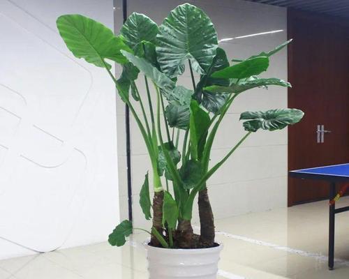 滴水观音室内养殖可行吗？需要注意什么？