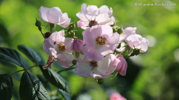 野蔷薇的象征意义是什么？它在文化中扮演什么角色？