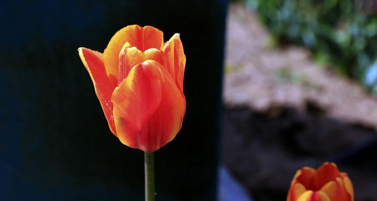 野生郁金香花语贞操是什么意思？如何正确理解？