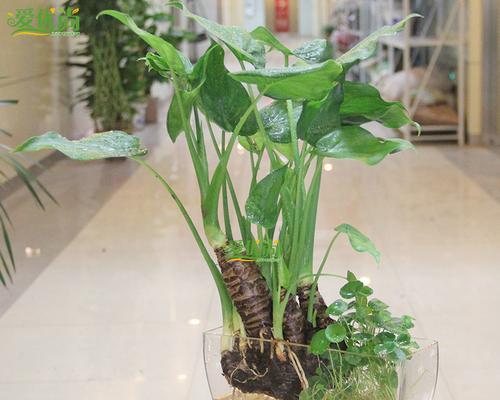 滴水观音真的能吸甲醛吗？除甲醛效果如何？