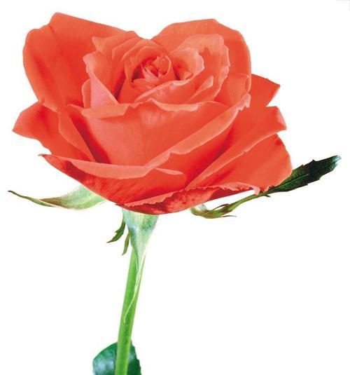 一朵红玫瑰代表什么意思？花语背后的浪漫含义是什么？