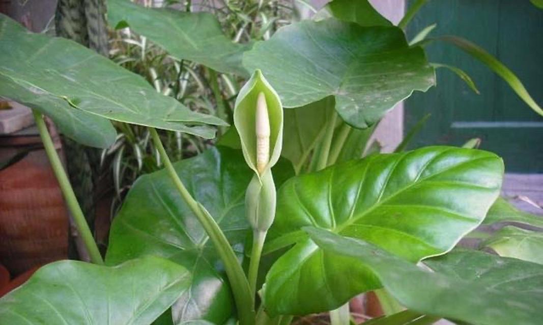 滴水观音叶子下垂怎么办？如何正确处理植物问题？