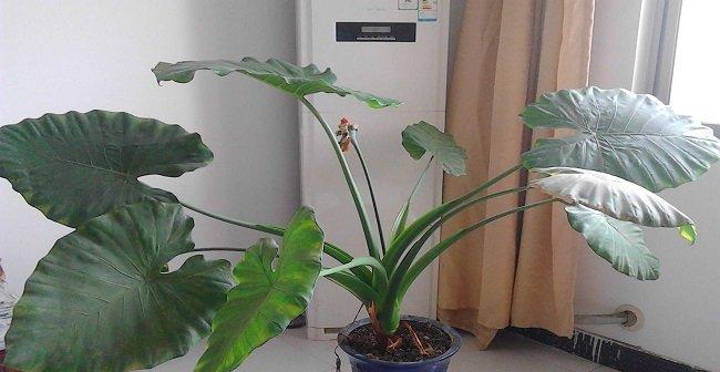 滴水观音叶子下垂怎么办？如何正确处理植物问题？