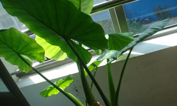 滴水观音叶子下垂怎么办？如何正确处理植物问题？