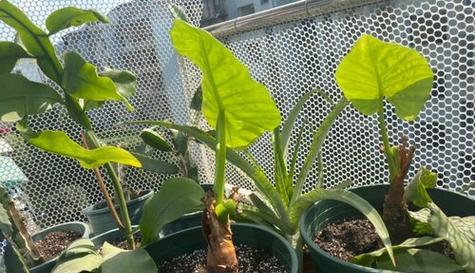 滴水观音用什么肥料最好？施肥技巧和注意事项是什么？