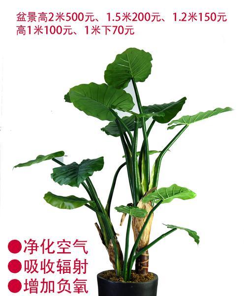 滴水观音有毒吗？室内养护需要注意什么？