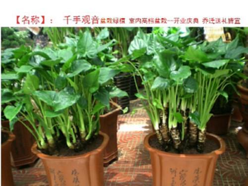 滴水观音分盆分株的最佳时间和方法是什么？