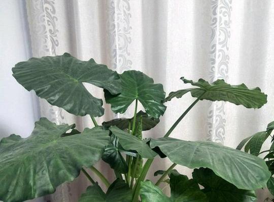 滴水观音分盆分株的最佳时间和方法是什么？