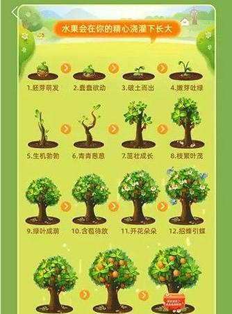 滴水观音分盆分株的最佳时间和方法是什么？