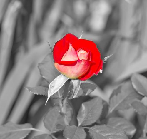 一朵玫瑰花代表什么含义？如何正确解读一朵玫瑰花的花语？