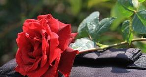 一朵玫瑰花代表什么含义？如何正确解读一朵玫瑰花的花语？