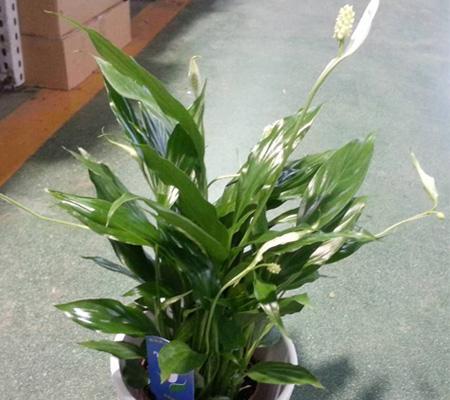 一帆风顺花代表什么？它的花语有哪些含义？