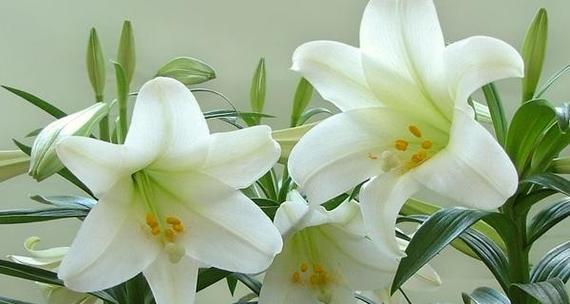 一帆风顺花代表什么？它的花语有哪些含义？