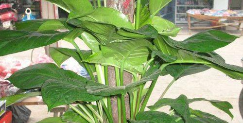 滴水观音种植的最佳时间和步骤是什么？
