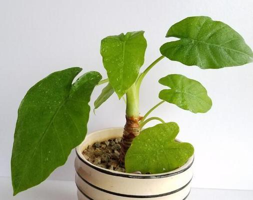 滴水观音种植的最佳时间和步骤是什么？