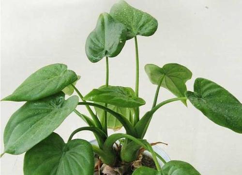 滴水观音种植的最佳时间和步骤是什么？
