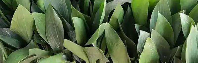 一叶兰花语是什么意思？如何解读一叶兰的独特花语？