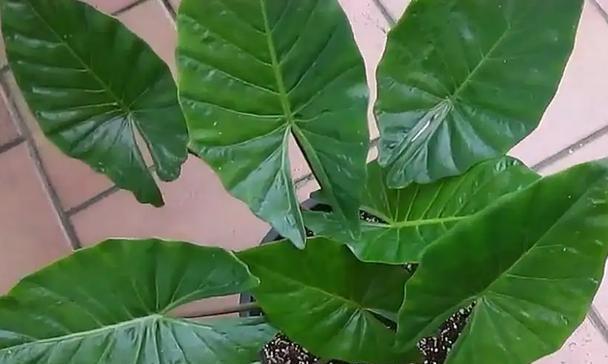 滴水莲有毒性吗？室内养护需要注意什么？