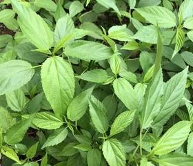 帝王菜真的是红薯叶吗？揭秘两者之间的关系！！