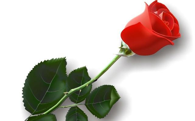 一支玫瑰花代表什么意思？花语背后的情感解读是什么？