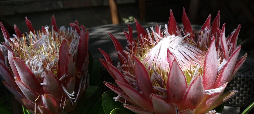 帝王花什么时候开花？花期持续多久？