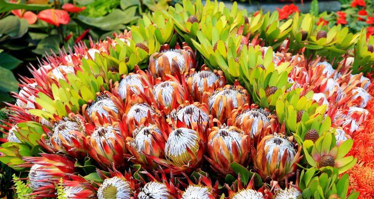 帝王花什么时候开花？花期持续多久？