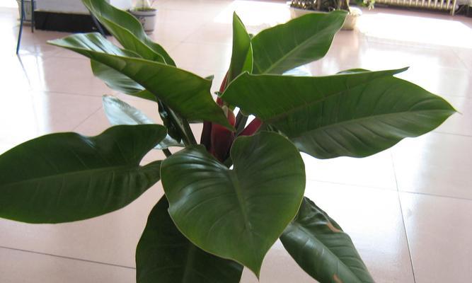 帝王花有毒吗？室内养护需要注意什么？