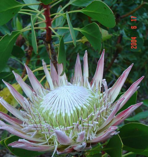 帝王花有毒吗？室内养护需要注意什么？