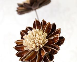 帝王花如何做成干花？制作干花的步骤和技巧是什么？