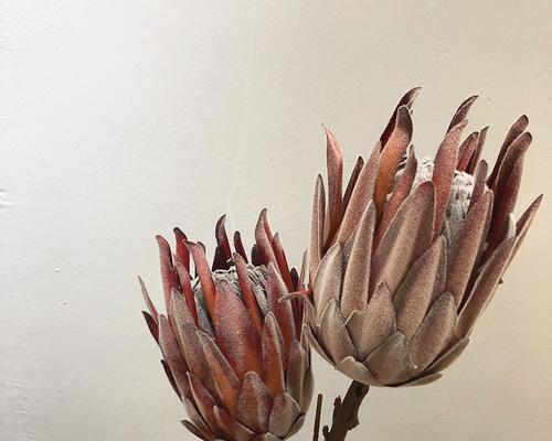帝王花如何做成干花？制作干花的步骤和技巧是什么？